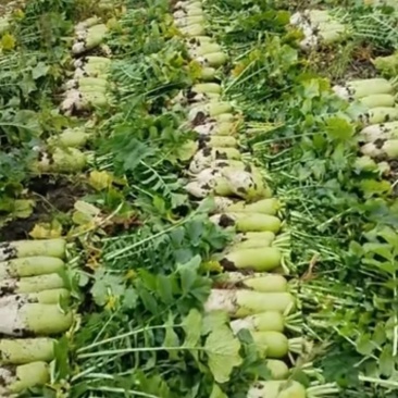 元月3号基地青头水果萝卜开拔需要的联系