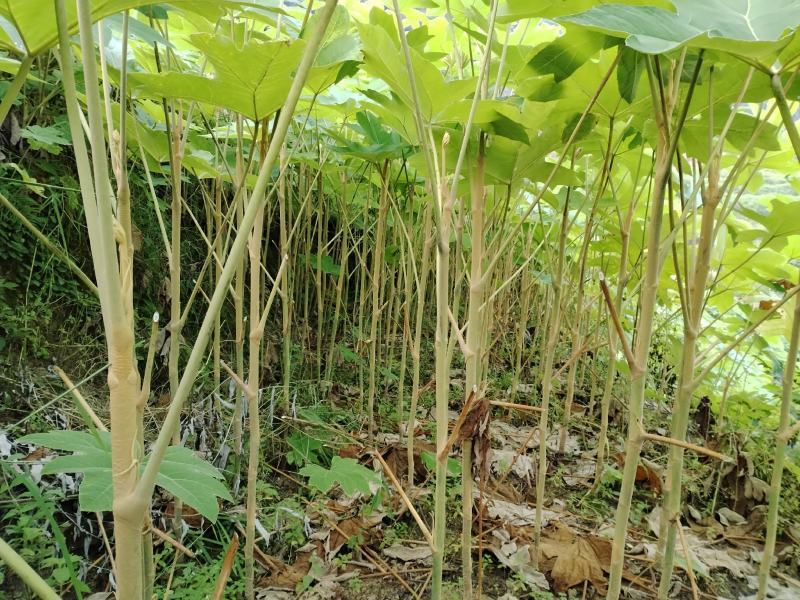 贵州野生大通草芯批发零售