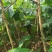 贵州野生大通草芯批发零售