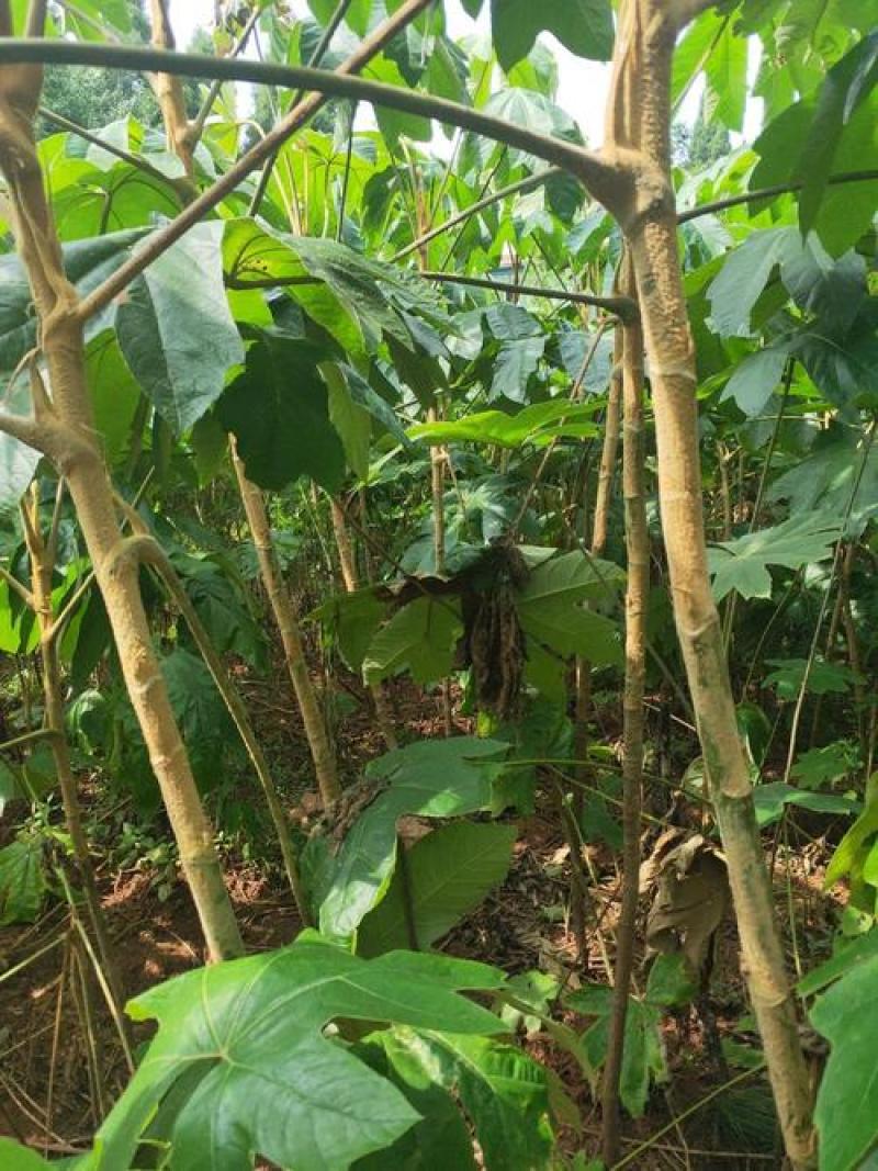 贵州野生大通草芯批发零售
