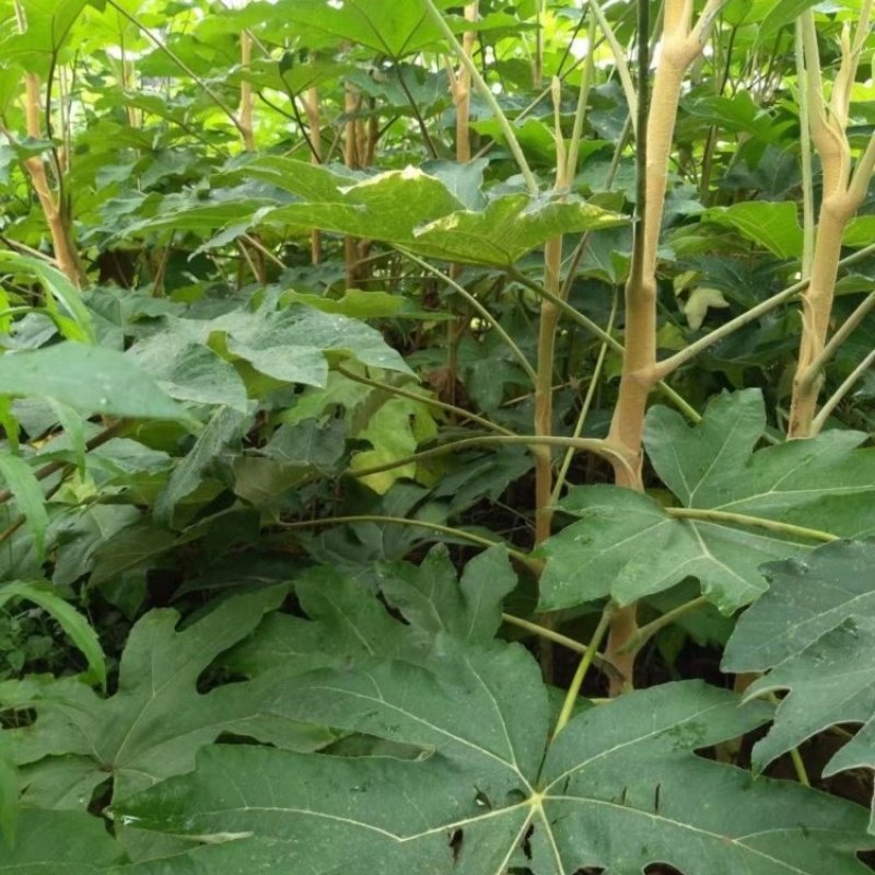 贵州野生大通草芯批发零售