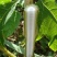 贵州野生大通草芯批发零售