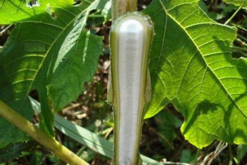 贵州野生大通草芯批发零售