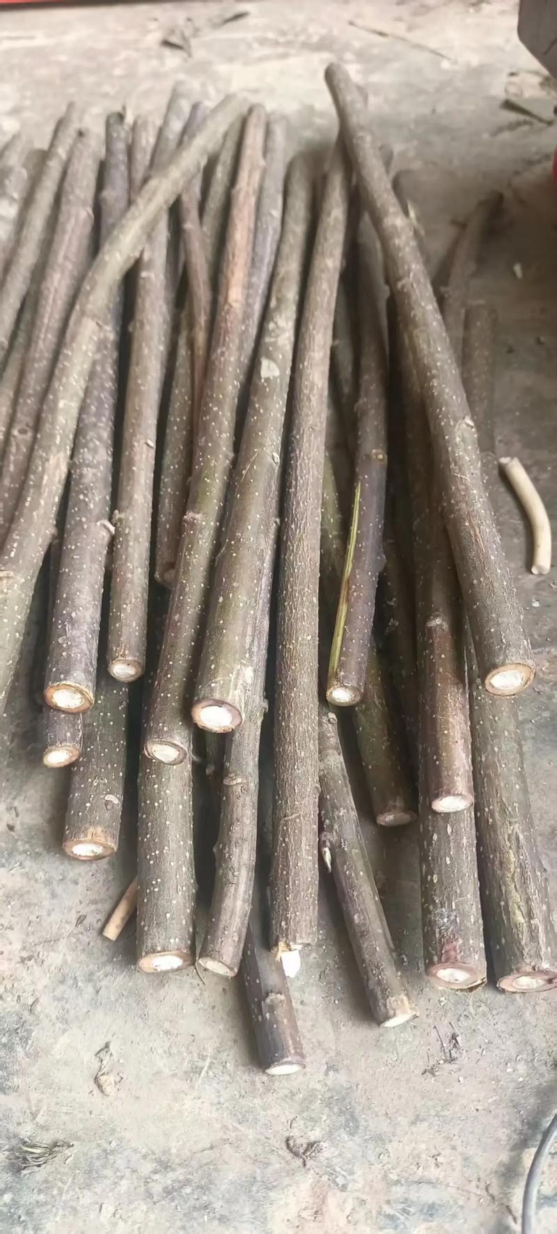 贵州野生大通草芯批发零售