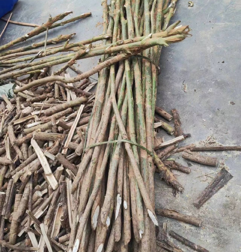 贵州野生大通草芯批发零售