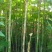 贵州野生大通草芯批发零售