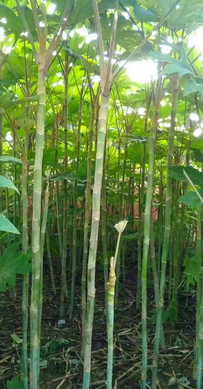 贵州野生大通草芯批发零售
