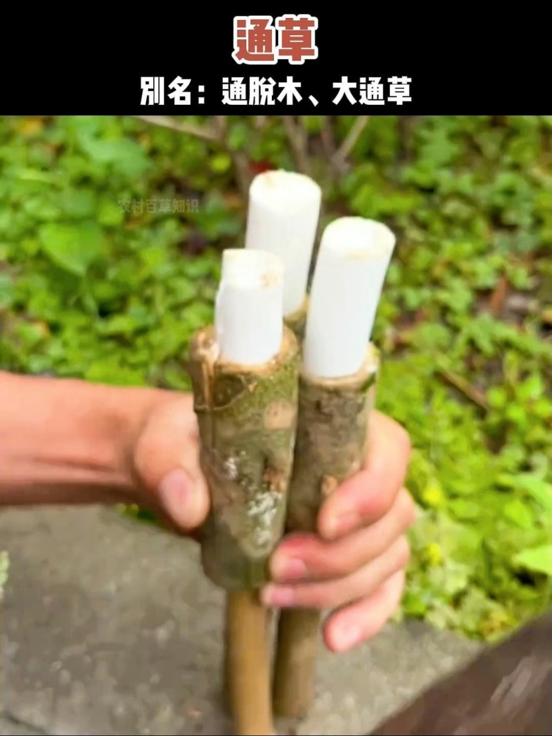 贵州野生大通草芯批发零售