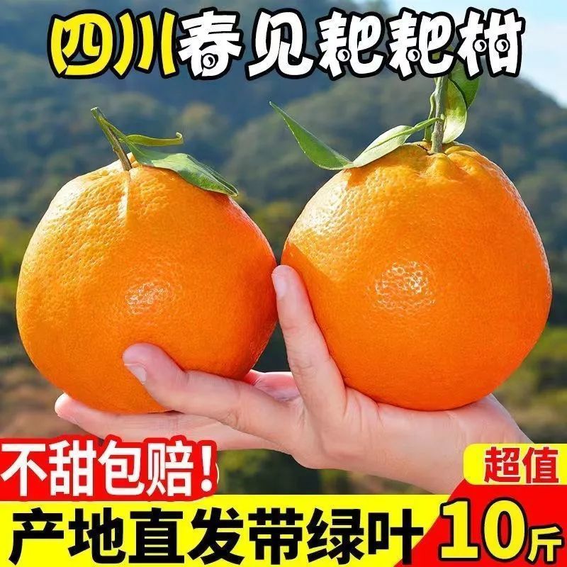 四川春见粑粑柑丑橘不知火对接各大平台一件代发日发3万单以