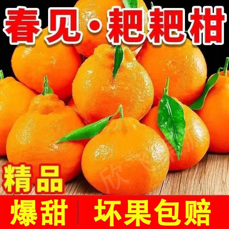 四川春见粑粑柑丑橘不知火对接各大平台一件代发日发3万单以