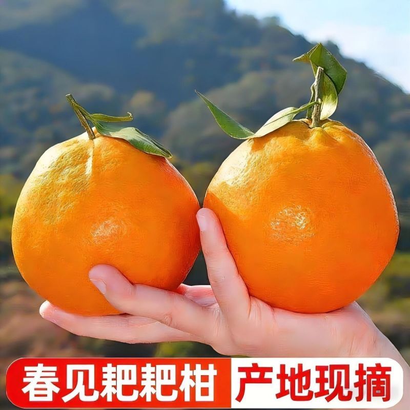 四川粑粑柑~丑橘~不知火对接各大平台一件代发