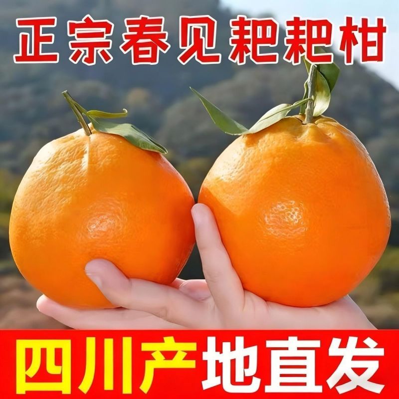 四川粑粑柑~丑橘~不知火对接各大平台一件代发