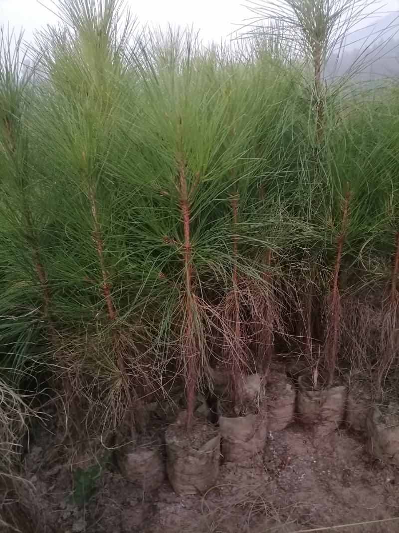 湿地松苗湿地松杯苗国外松苗江西宜春产地直供