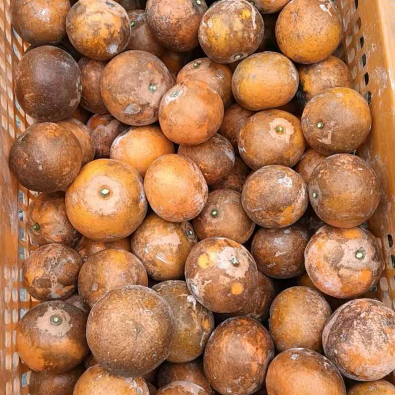 乌柑待采6万斤