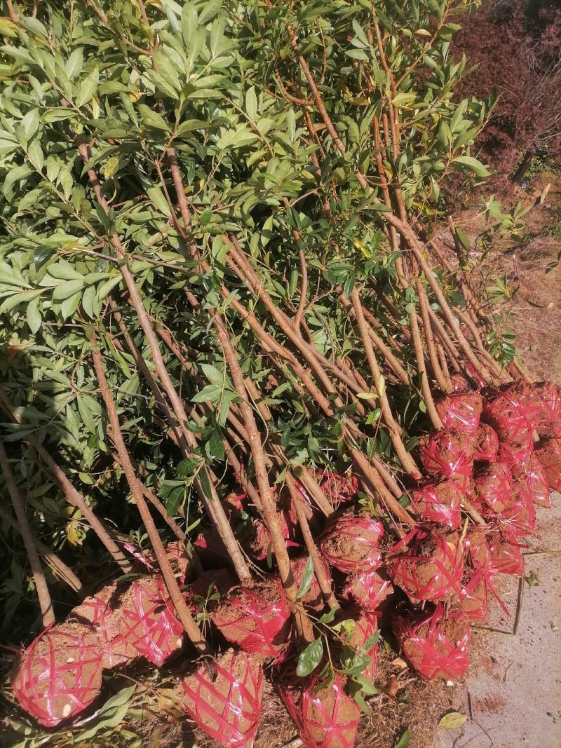 木荷苗江西宜春直供荷木苗、木荷袋苗、木荷杯苗、木荷土球苗