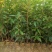 木荷苗江西宜春直供荷木苗、木荷袋苗、木荷杯苗、木荷土球苗