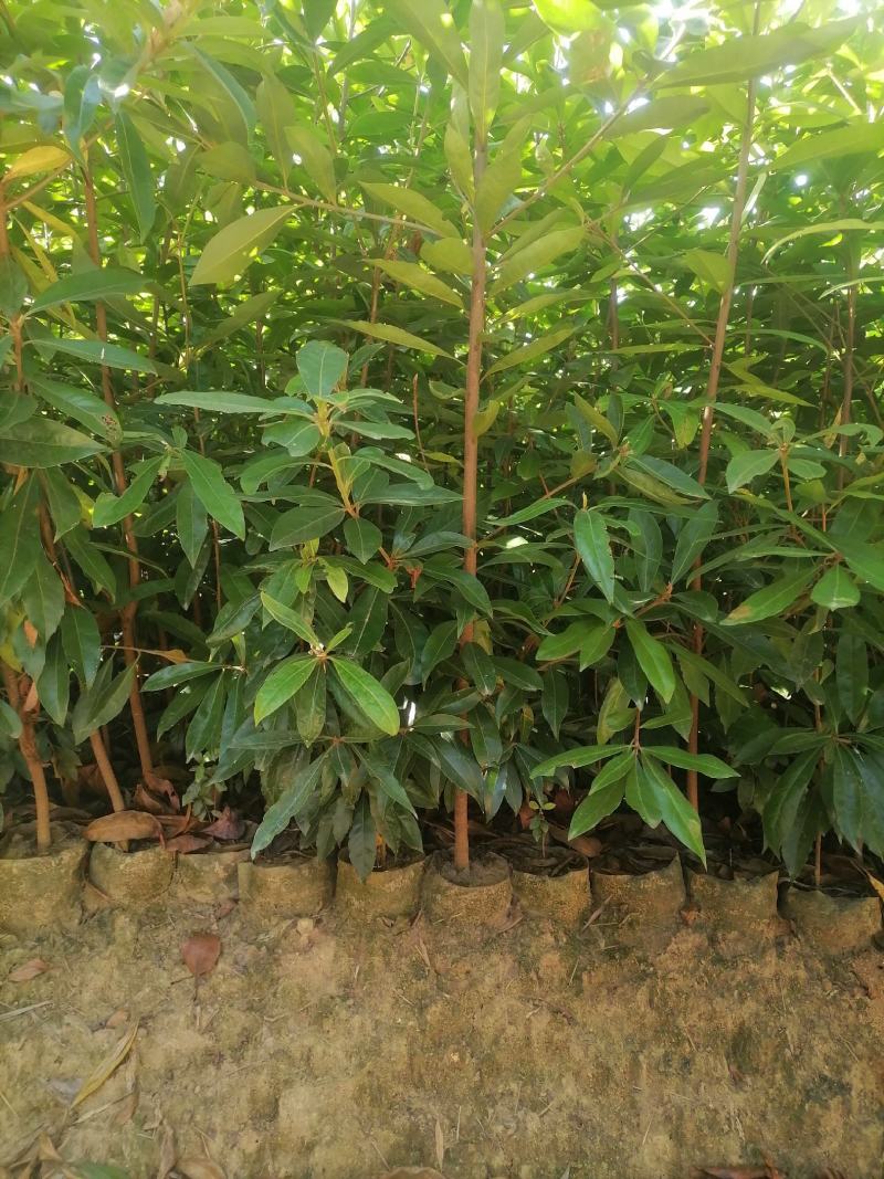 木荷苗江西宜春直供荷木苗、木荷袋苗、木荷杯苗、木荷土球苗