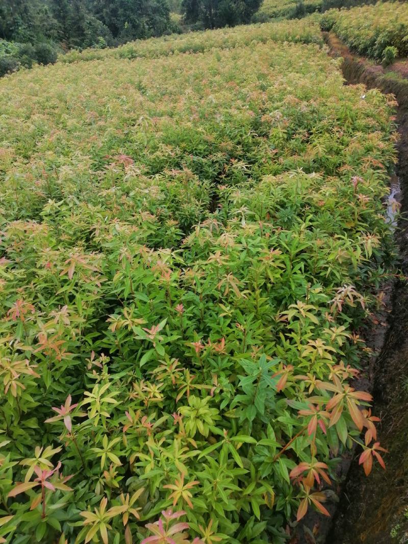木荷苗江西宜春直供荷木苗、木荷袋苗、木荷杯苗、木荷土球苗