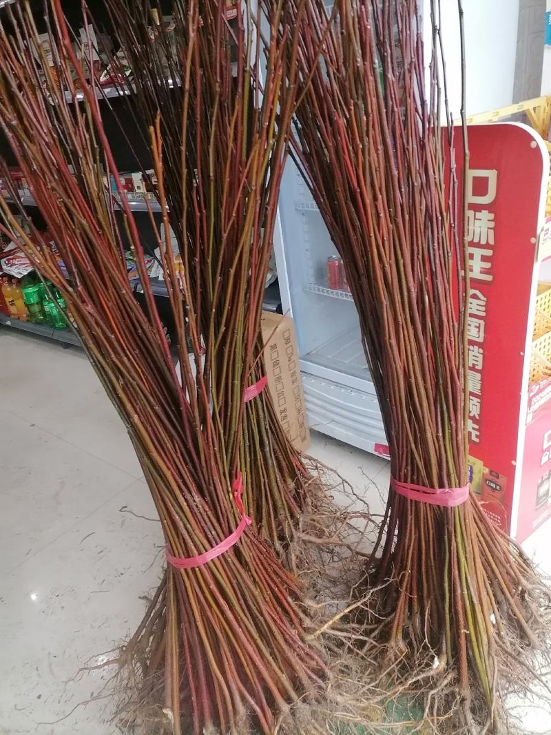南酸枣苗、酸枣苗、南酸枣袋苗、南酸枣杯苗，产地直供