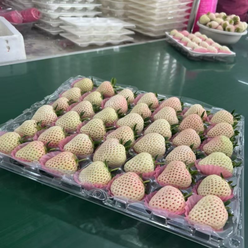 淡雪天使梦之莹产地供应代购
