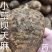 云南彝良小草坝天麻