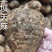 云南彝良小草坝天麻