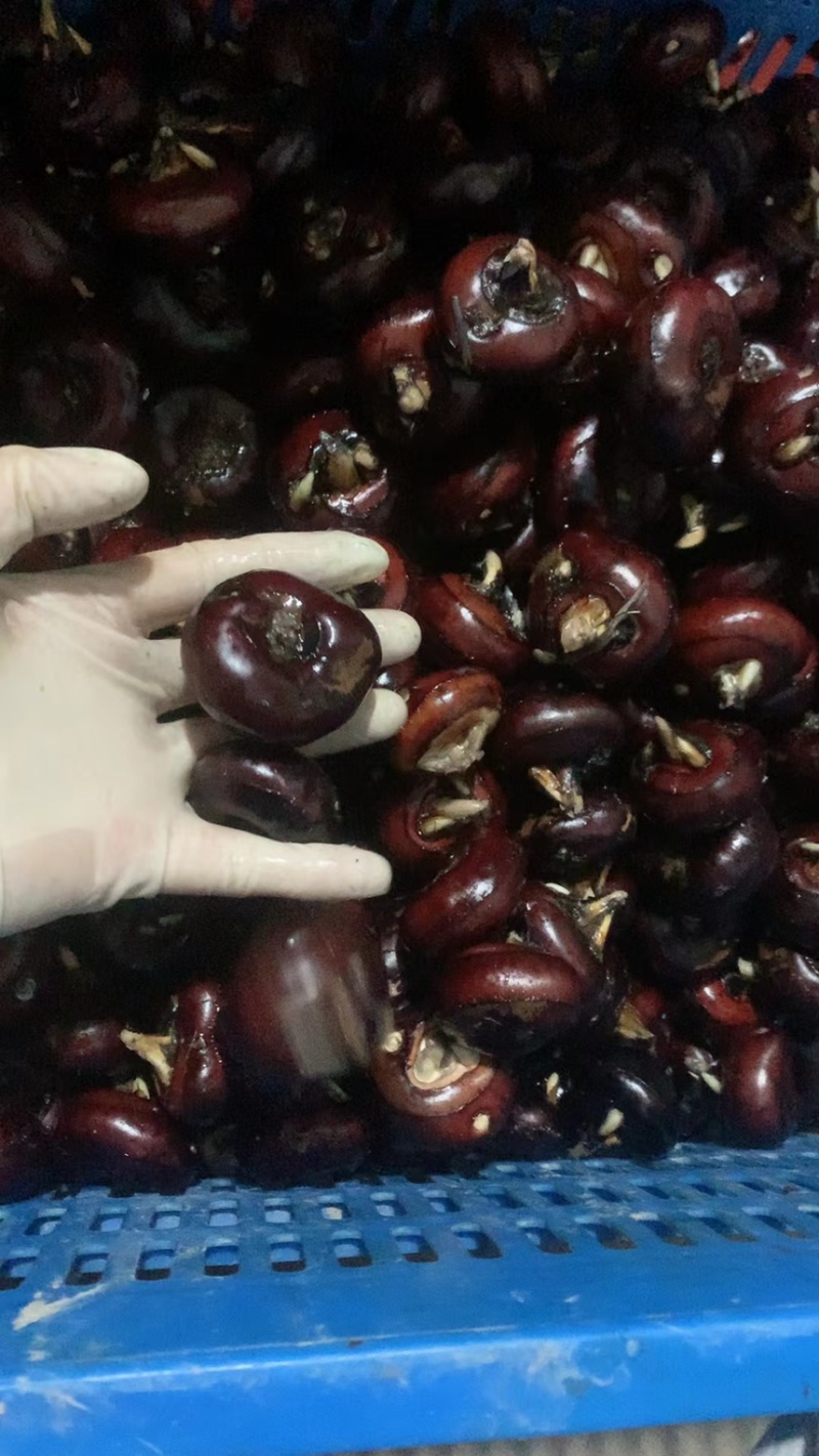 新鲜马蹄