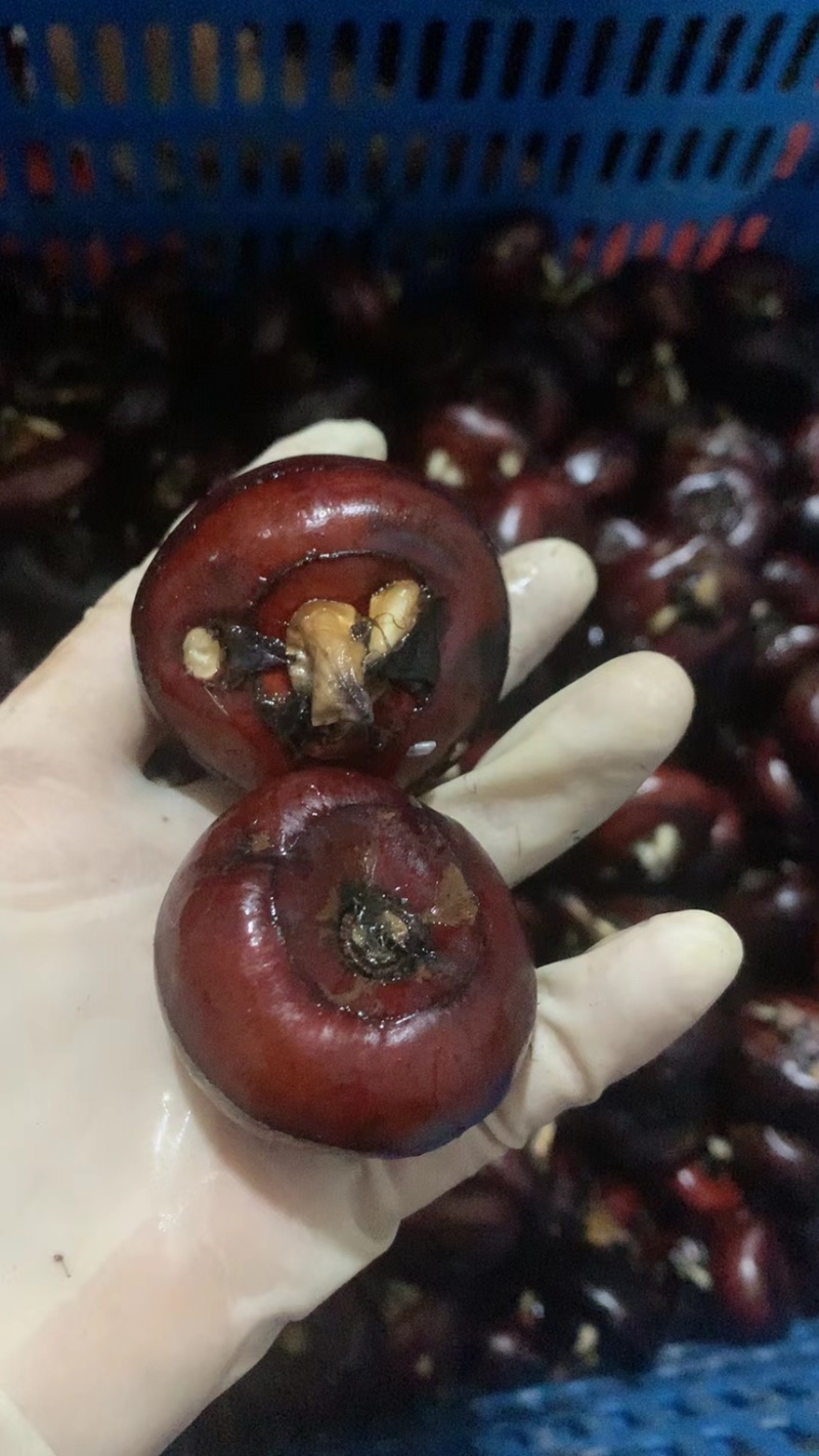 新鲜马蹄