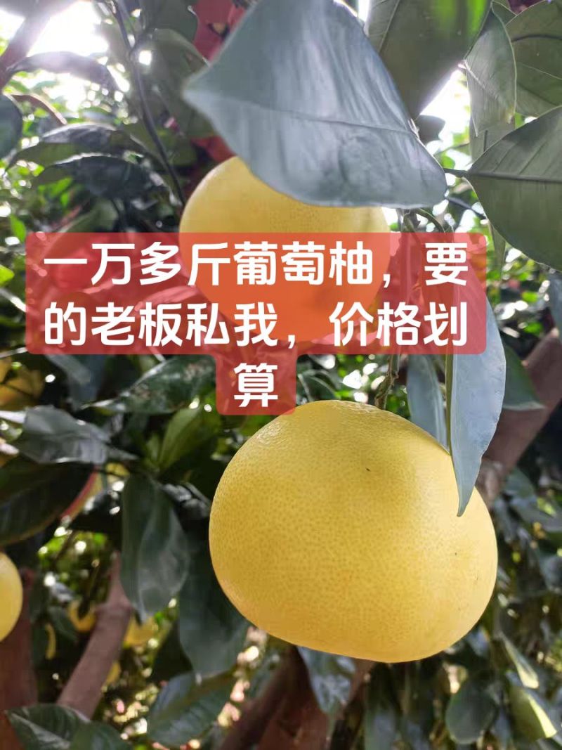 平和县套袋葡萄柚