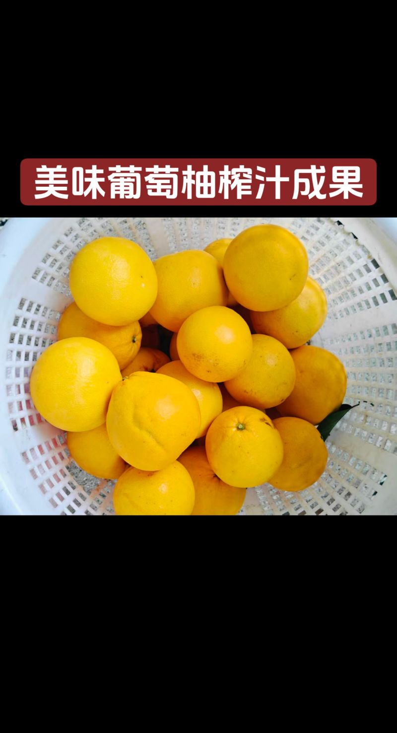 平和县套袋葡萄柚