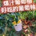 平和县套袋葡萄柚