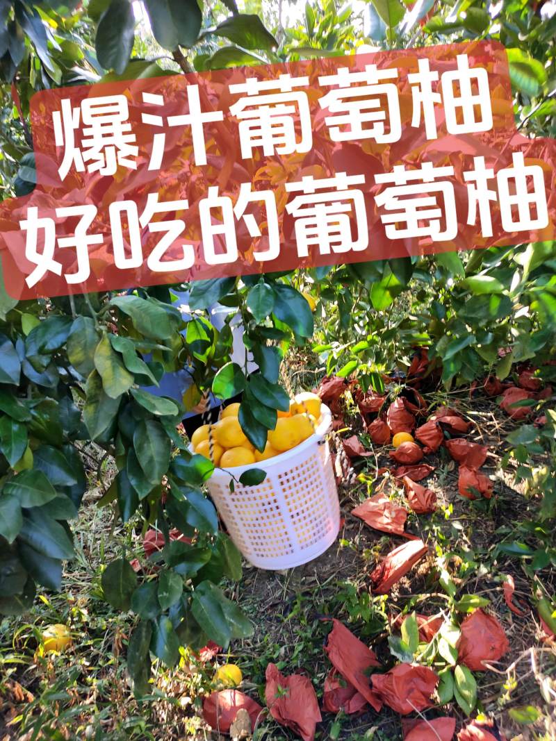平和县套袋葡萄柚