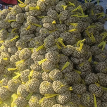 2026精品电商各种规格的山药豆大量供应！