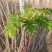 大棚反季节种植香椿芽儿青州基地直供