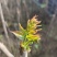大棚反季节种植香椿芽儿青州基地直供