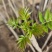 大棚反季节种植香椿芽儿青州基地直供