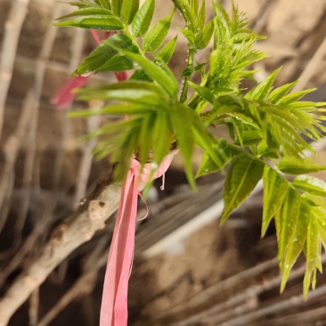 大棚反季节种植香椿芽儿青州基地直供