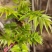 大棚反季节种植香椿芽儿青州基地直供