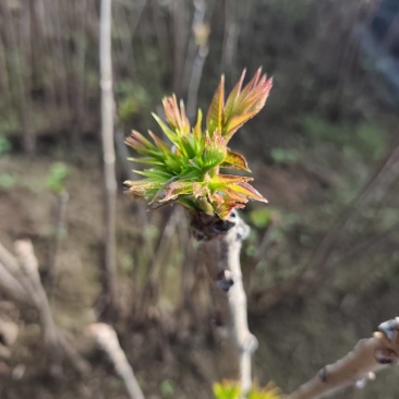 大棚反季节种植香椿芽儿基地直供