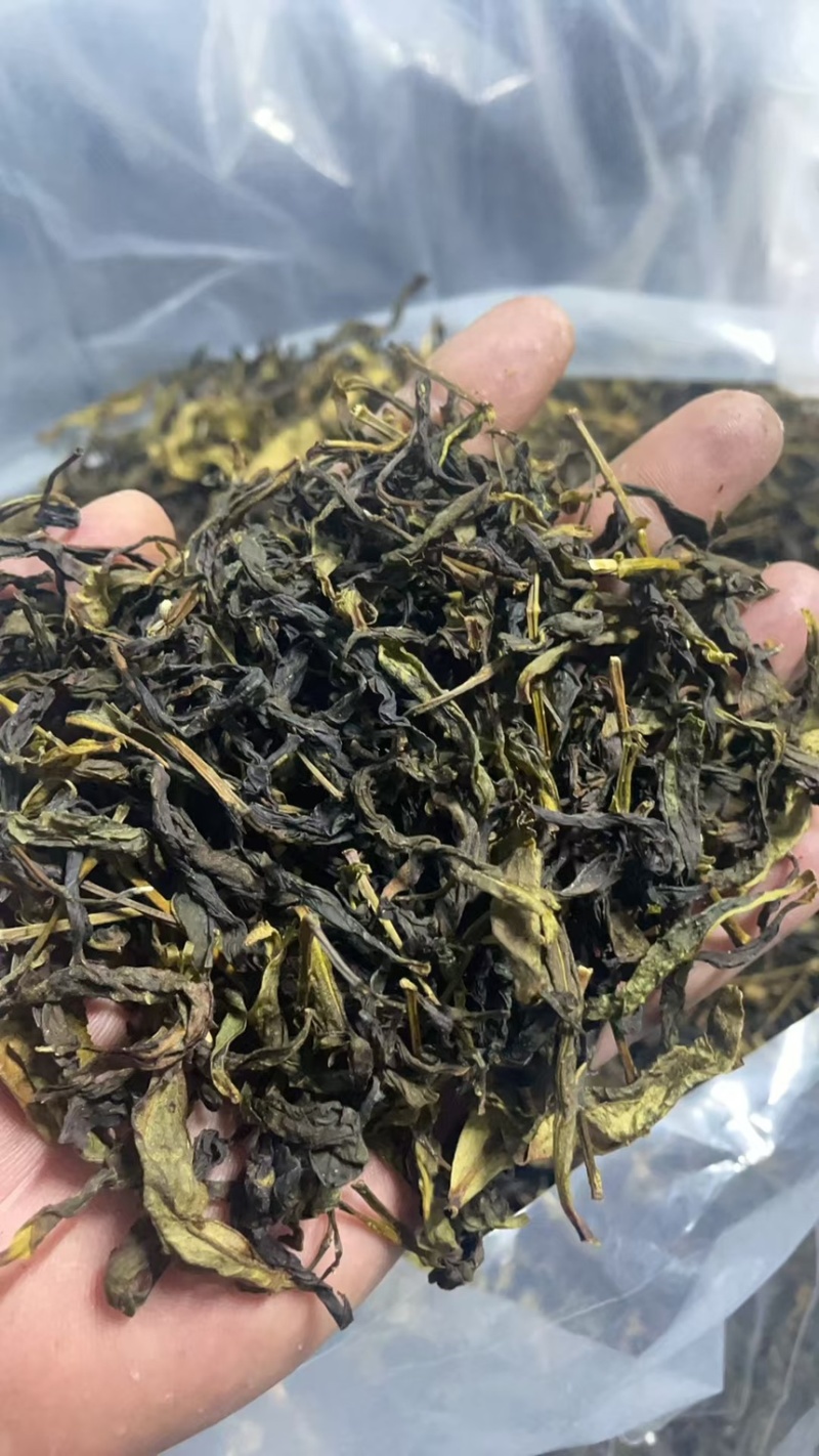 单丛茶：蜜兰香毛茶