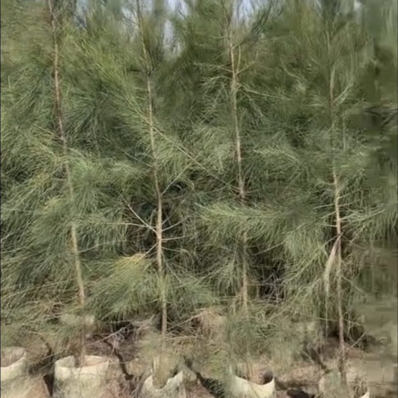 木麻黄