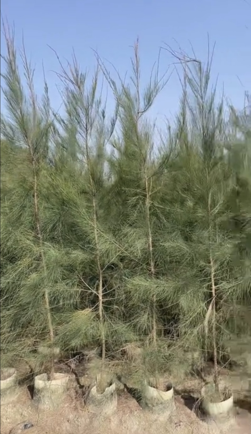 木麻黄