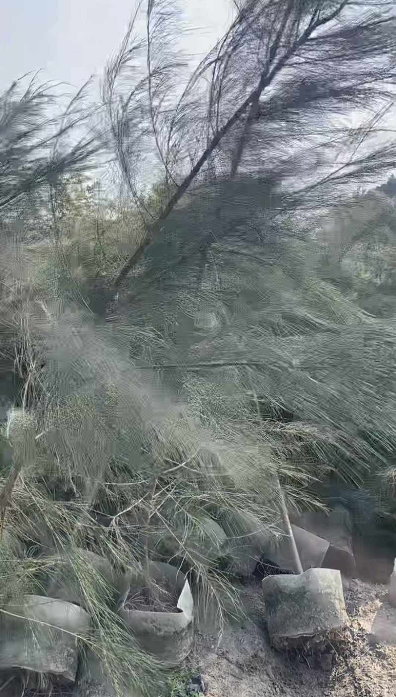 木麻黄
