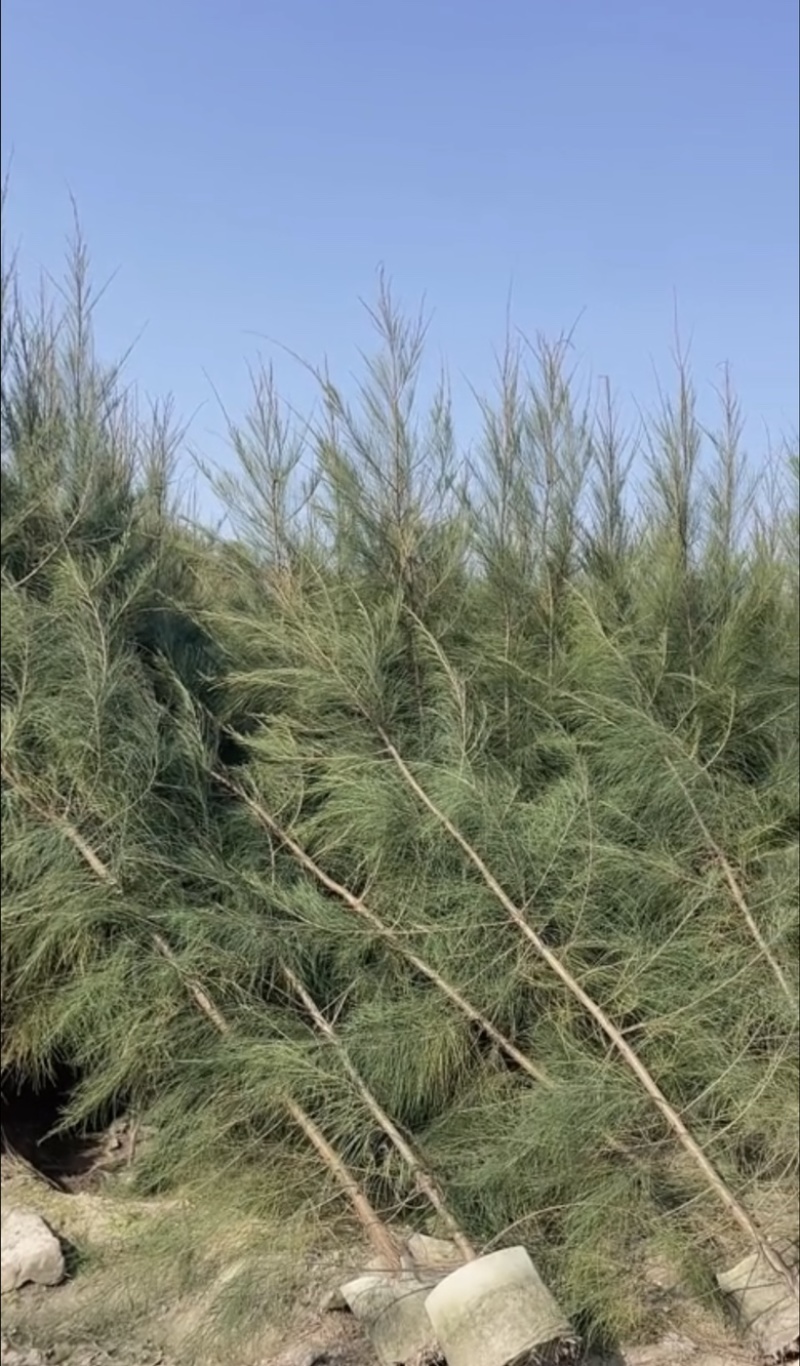木麻黄