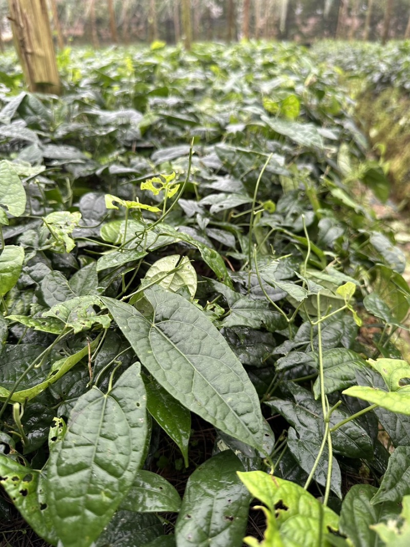 金果榄籽育苗