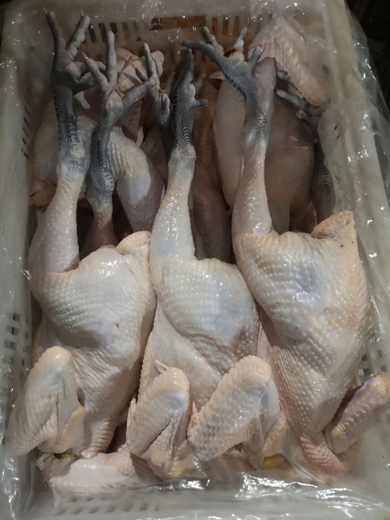 商用靓鸡