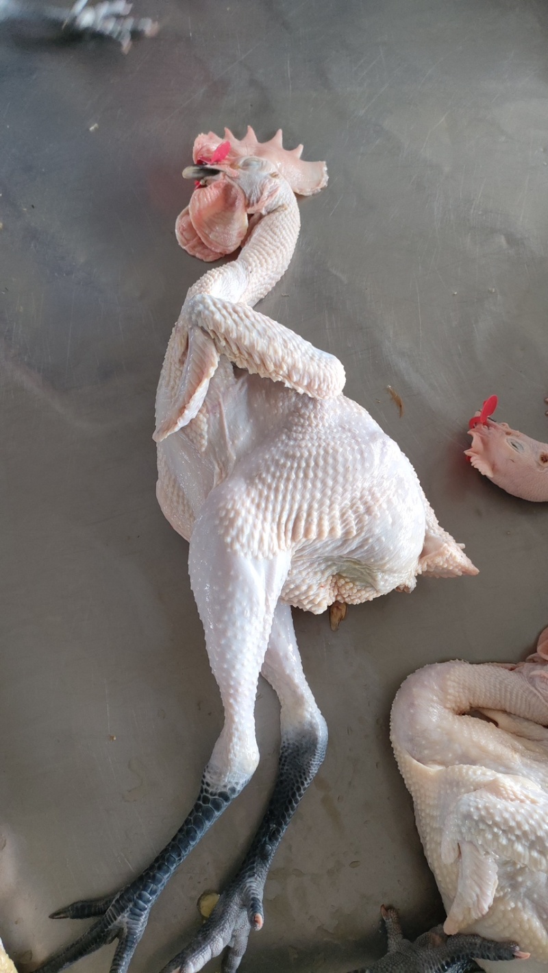 商用靓鸡