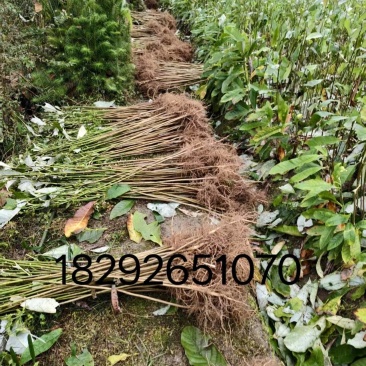 ***********厚皮中药材厚朴树苗川朴紫油厚朴苗庭