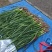 红根蒜苗，50一70公分，提前预定，量大