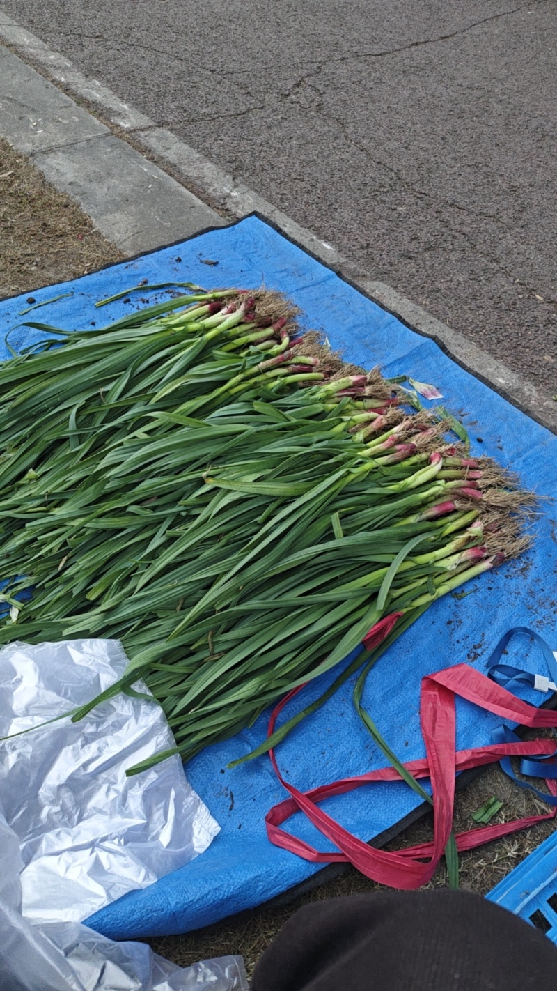 红根蒜苗，50一70公分，提前预定，量大